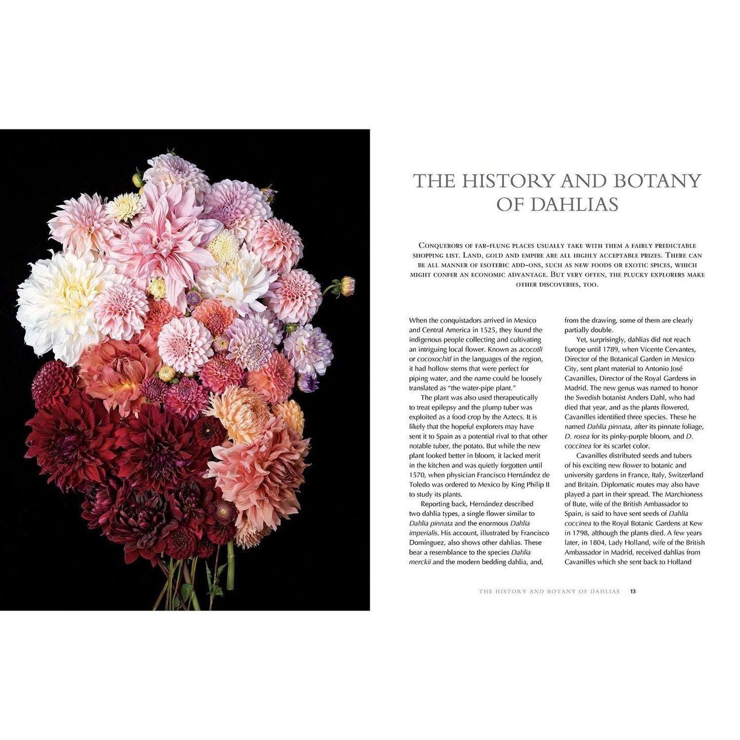 Dahlias: Beautiful Varieties for Home & Garden Eleish Van Breems Home