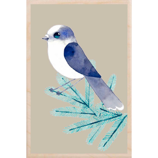 Canada Jay Wooden Postcard Matt Sewell Birds