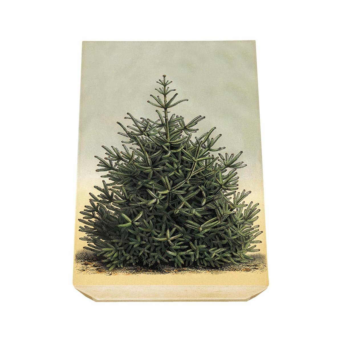 Christmas Gift Soap Gingerbread Soap in Fir Pack Eleish Van Breems Home